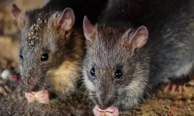 Indian Police Blame Rats for Eating 500 Kilograms Of Seized Cannabis