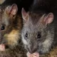 Indian Police Blame Rats for Eating 500 Kilograms Of Seized Cannabis