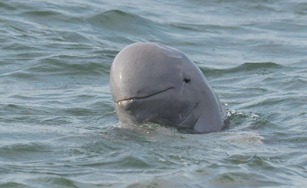 Irrawaddy dolphins gulf of thailand