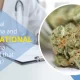 Is Medical Marijuana and Recreational Marijuana Really All that Different?