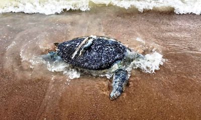 Sea Turtle Found Dead With 2Kg of Plastic Waste in its Stomach