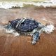 Sea Turtle Found Dead With 2Kg of Plastic Waste in its Stomach