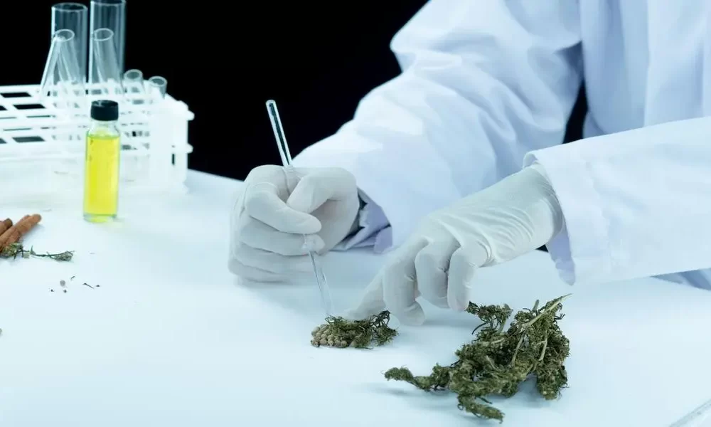 Thailand tightens Control on Non-Medical Cannabis use
