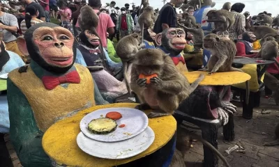 Thailand's Monkeys Celebrate Their Day With Feasts