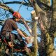 Tree Trimming