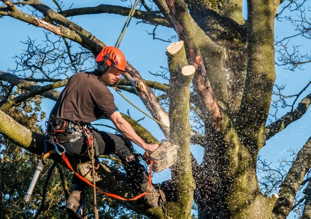 Tree Trimming