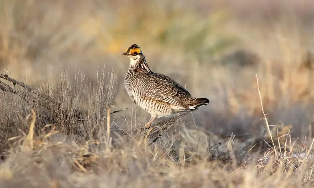 US Protects Rare Midwest Bird As Prairie Suffers
