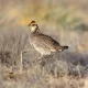 US Protects Rare Midwest Bird As Prairie Suffers