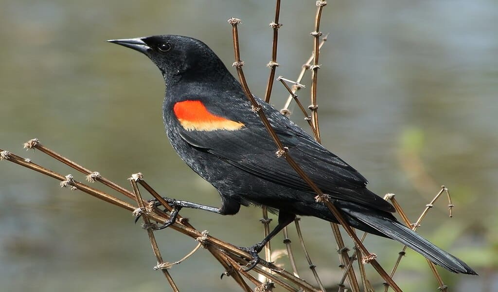 US Protects Rare Midwest Bird As Prairie Suffers