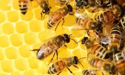 Honey Bee Life Spans Are 50% Shorter Today Than 50 Years Ago