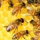 Honey Bee Life Spans Are 50% Shorter Today Than 50 Years Ago