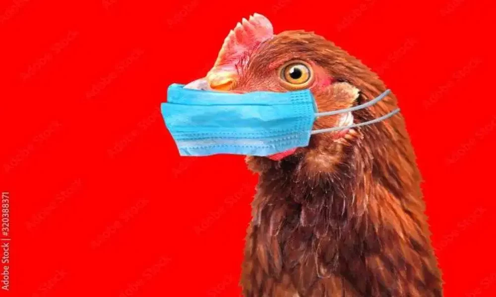 After Avian Flu Was Detected In Webster County, Nearly 9,000 Hens Were Destroyed