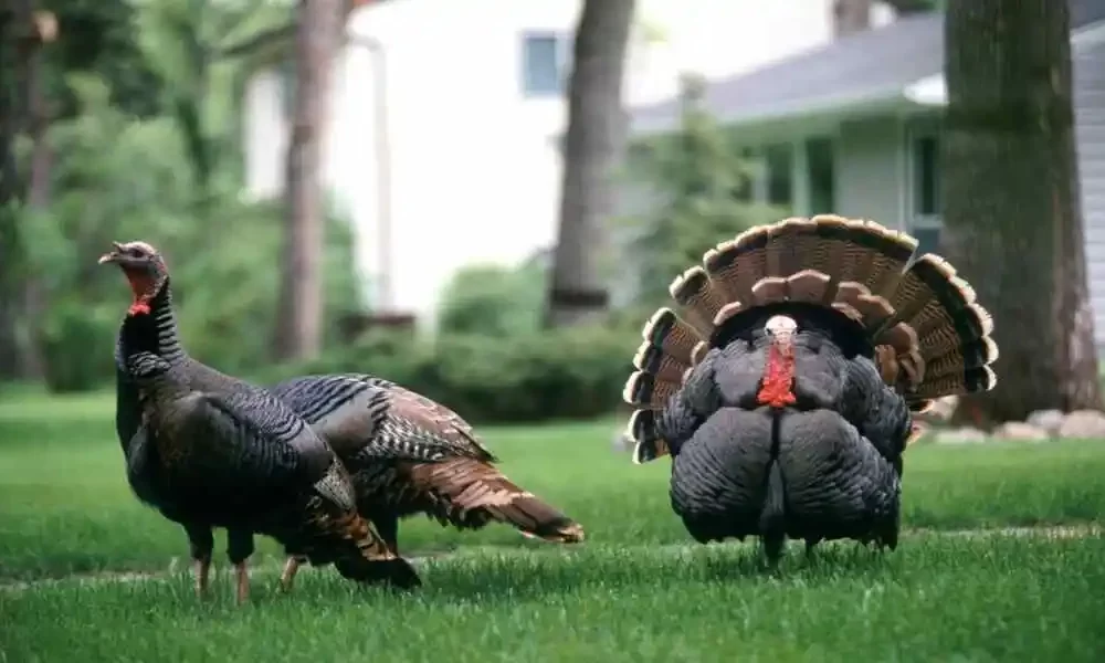 An Outbreak Of Bird Flu Has Been Reported In The Fraser Valley Once Again