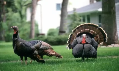 An Outbreak Of Bird Flu Has Been Reported In The Fraser Valley Once Again