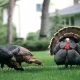 An Outbreak Of Bird Flu Has Been Reported In The Fraser Valley Once Again