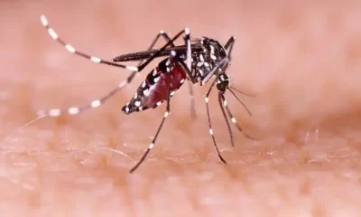 Dengue Cases Reported In Maricopa County, Free Tests Available