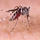 Dengue Cases Reported In Maricopa County, Free Tests Available