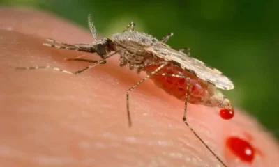 African Malaria Progress Could Be Halted By Invasive Mosquitoes