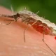 African Malaria Progress Could Be Halted By Invasive Mosquitoes