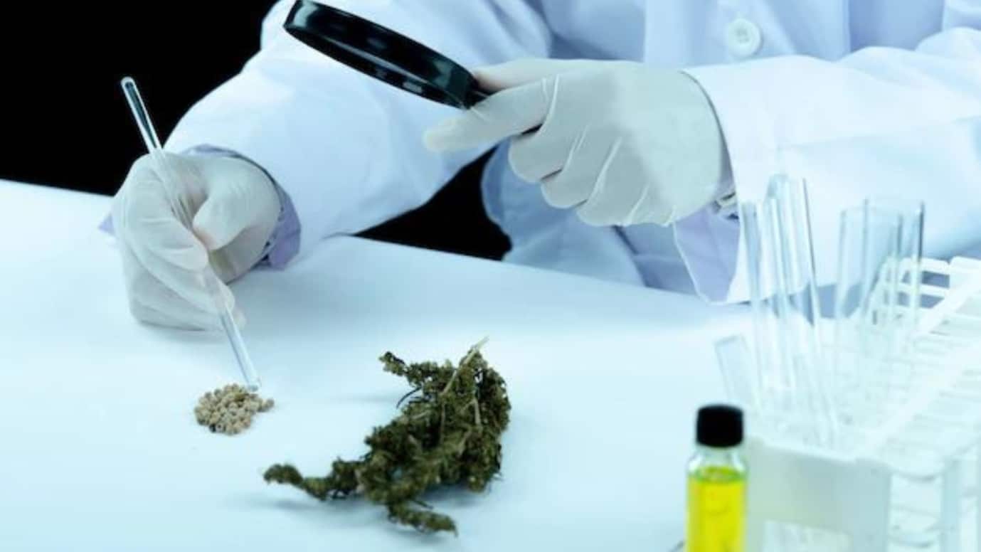 MMJ Doctor (1) (1).jpg