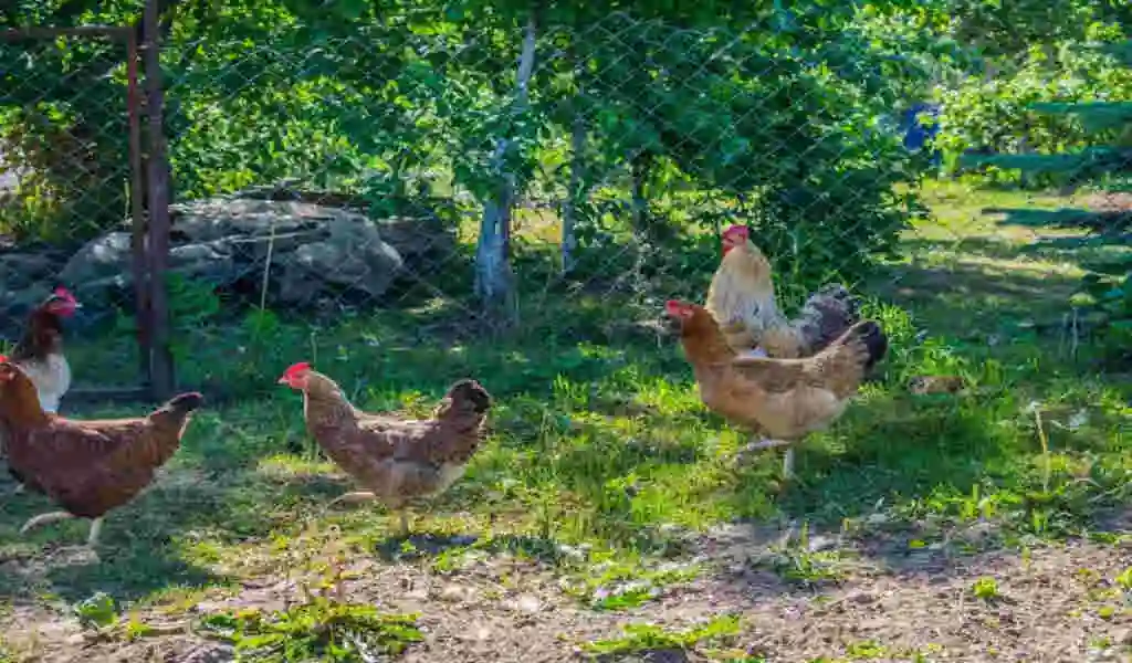 Avian Flu Outbreak confirmed In Hudson Valley