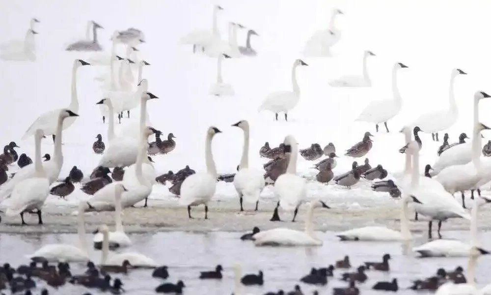 Wild Birds Have Been Killed In Whatcom County. What's Going On?