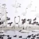 Wild Birds Have Been Killed In Whatcom County. What's Going On?
