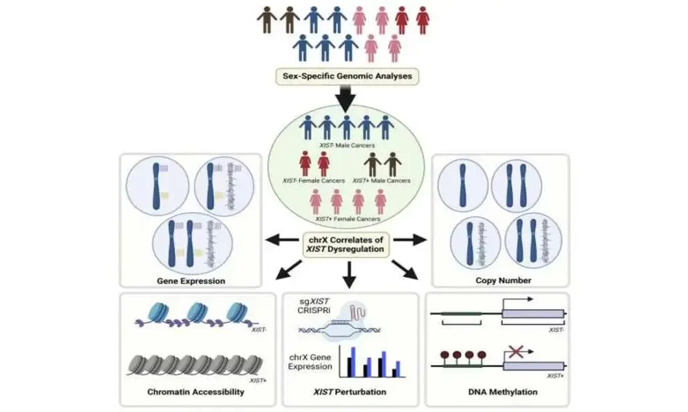 X-Chromosome Silenced In Some Male Cancers