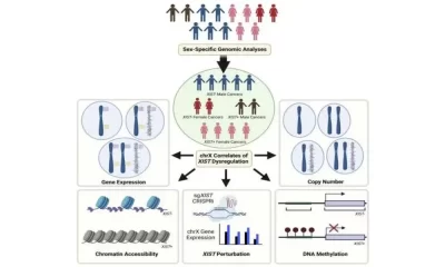 X-Chromosome Silenced In Some Male Cancers