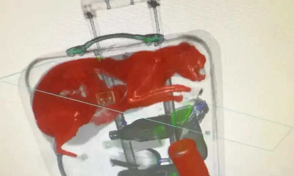 TSA Shocked To Find Cat Stowed Away In Checked Bag Of Passenger