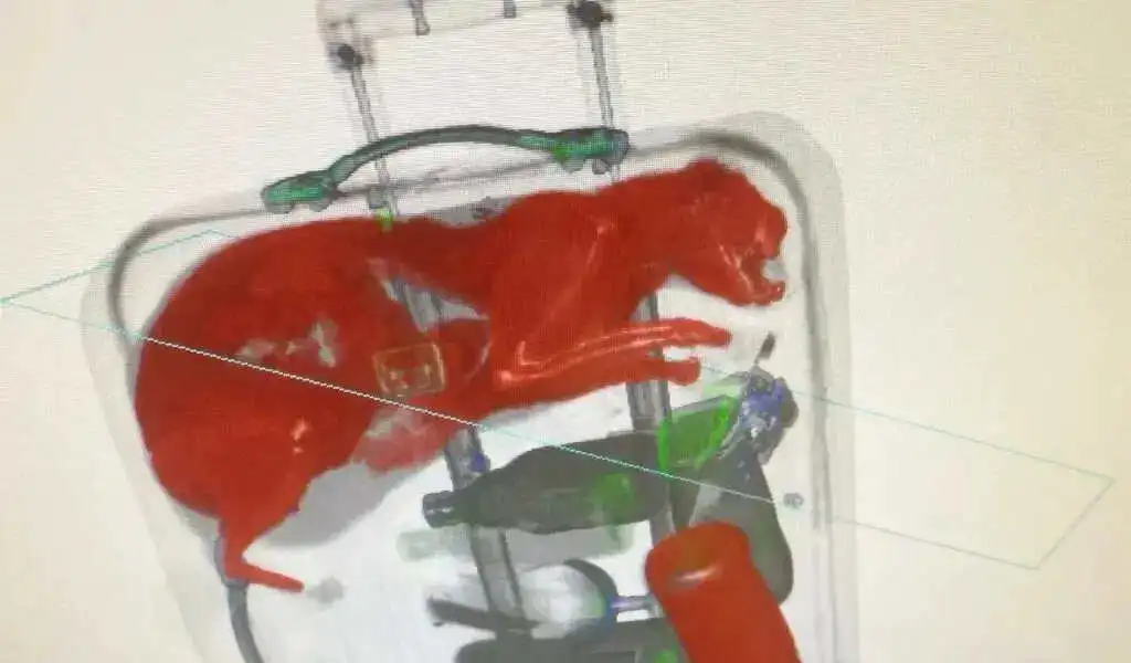 TSA Shocked To Find Cat Stowed Away In Checked Bag Of Passenger