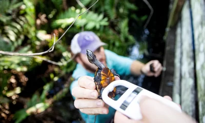 Poaching of turtles