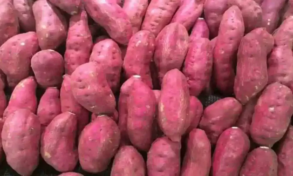Sweet Potatoes Have 7 Health Benefits - The Perfect Winter Food