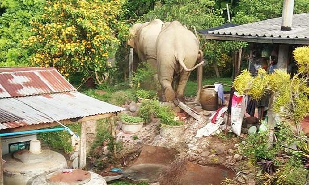 Hungry Wild Elephants Raid Villagers Homes in Search of Food