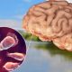 Korean Tourist Dies From Brain Eating Parasite After Thailand Visit