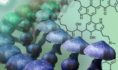 Blue Meanie Mushroom Spores