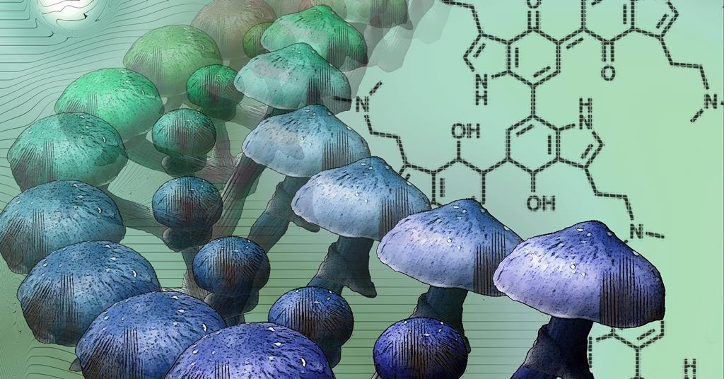 Blue Meanie Mushroom Spores