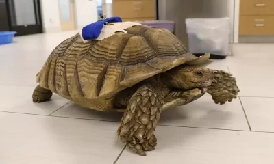 California Man Avoided Prison For Attacking A Tortoise In 2021