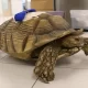 California Man Avoided Prison For Attacking A Tortoise In 2021