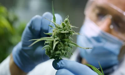 Does Cannabis Help Relieve Pain Study Finds