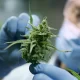 Does Cannabis Help Relieve Pain Study Finds