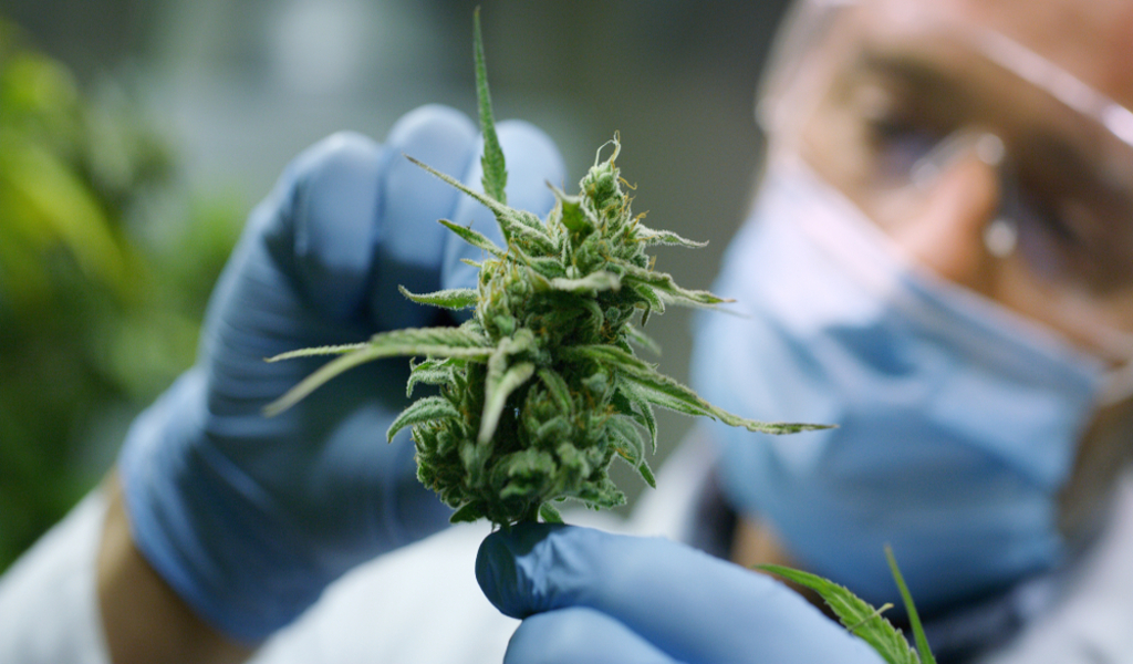 Does Cannabis Help Relieve Pain Study Finds
