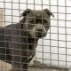 Pit Bull Attacks 3, Including Grandmother During Family Dinner