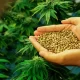 High Tide has Started Selling Cannabis Seeds Online in the U.S.