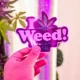 How To Purchase Quality Weed Seeds Online?