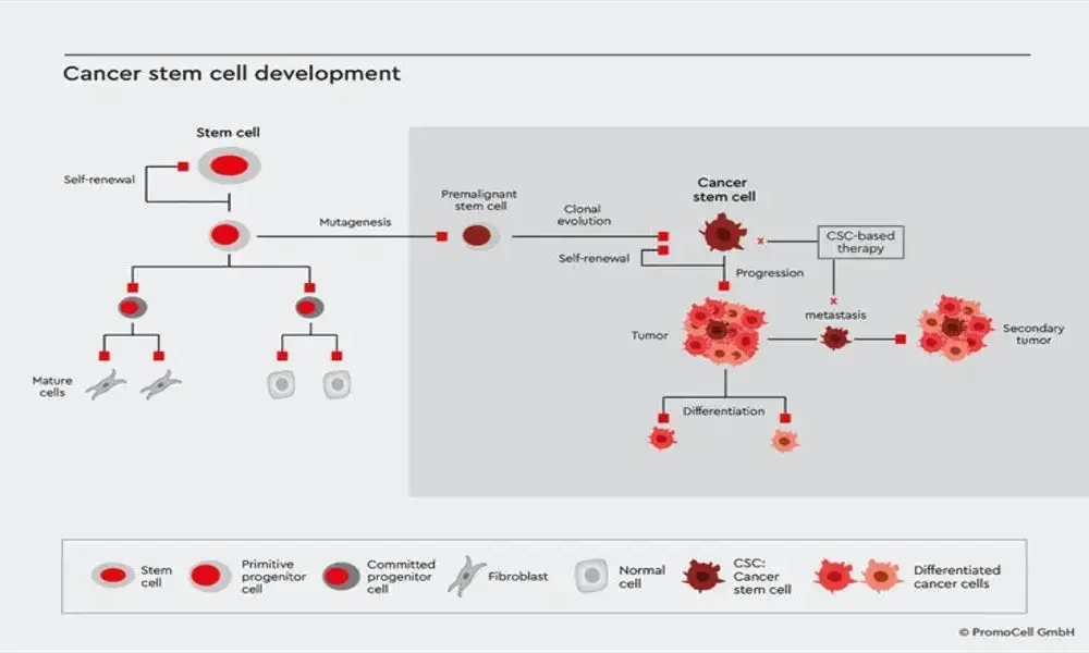 A Study Of Cancer Stem Cells And Their Relationship To Tumor Biology