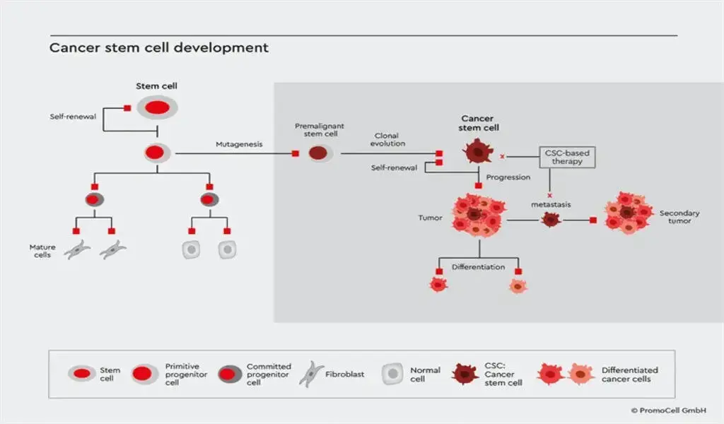 A Study Of Cancer Stem Cells And Their Relationship To Tumor Biology