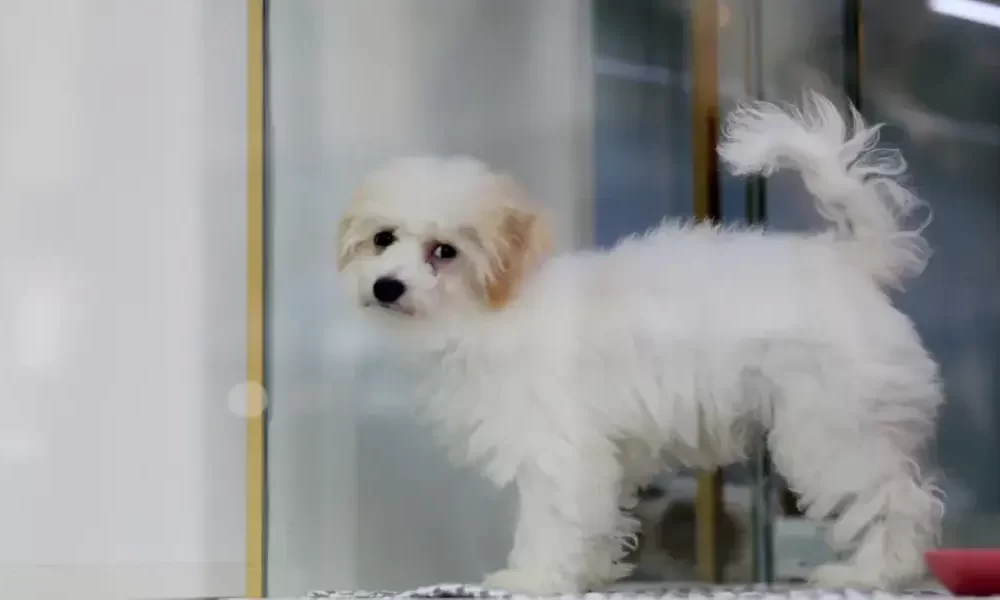 New York To Outlaw Animal Trade In Pet Stores By 2024