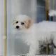 New York To Outlaw Animal Trade In Pet Stores By 2024