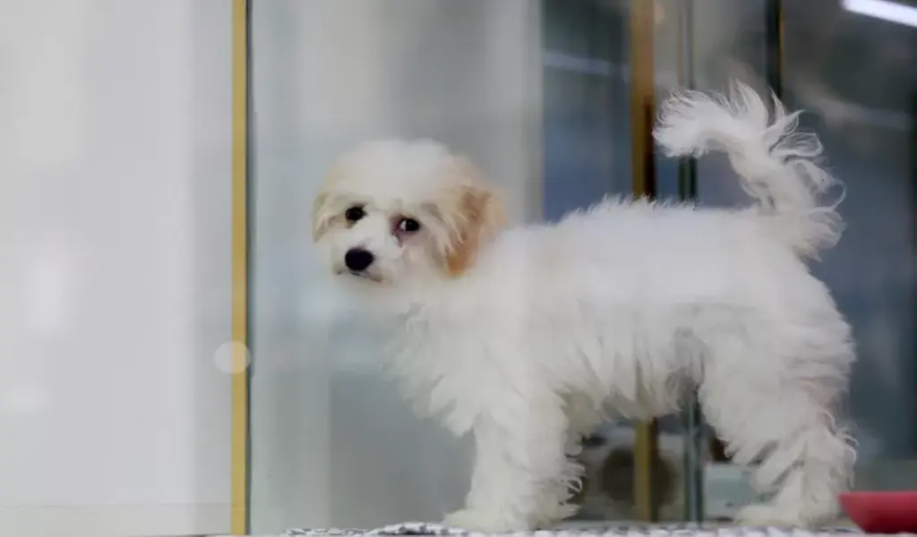 New York To Outlaw Animal Trade In Pet Stores By 2024